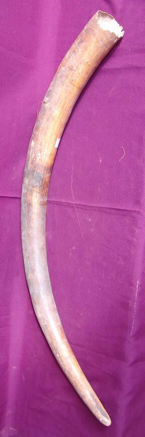 Elephant tusk