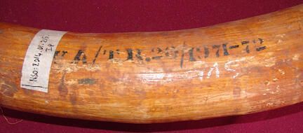 Elephant tusk - Image 2