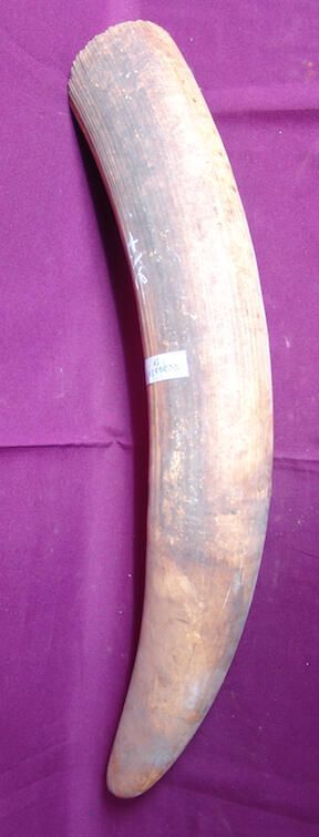 Elephant tusk