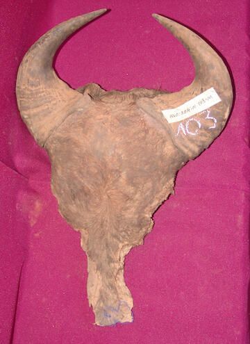 Buffalo skull and horns