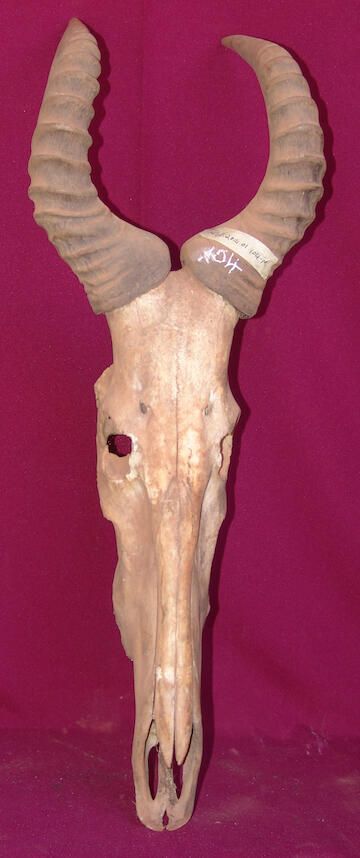 Antelope skull and horns