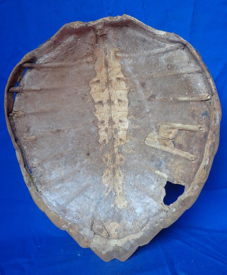 Tortoise shell - Image 2