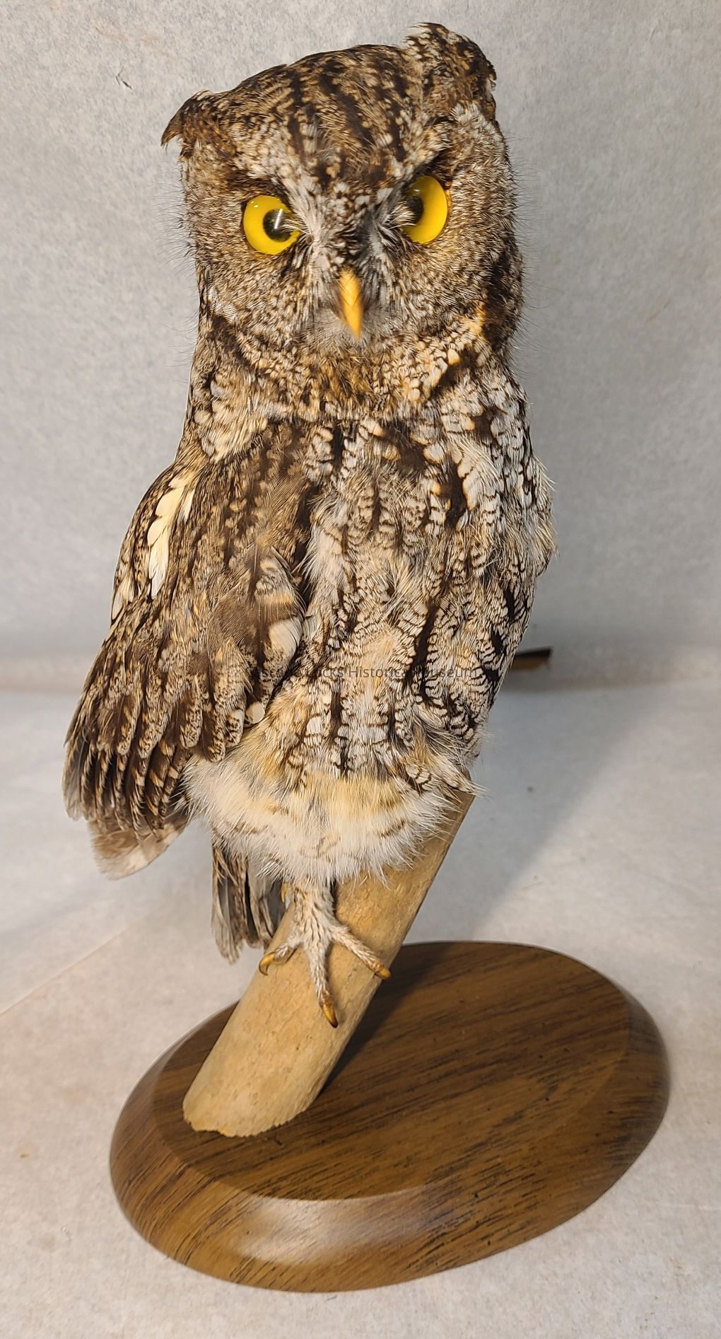 Taxidermy