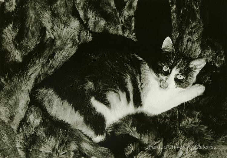 Cat picture number 1