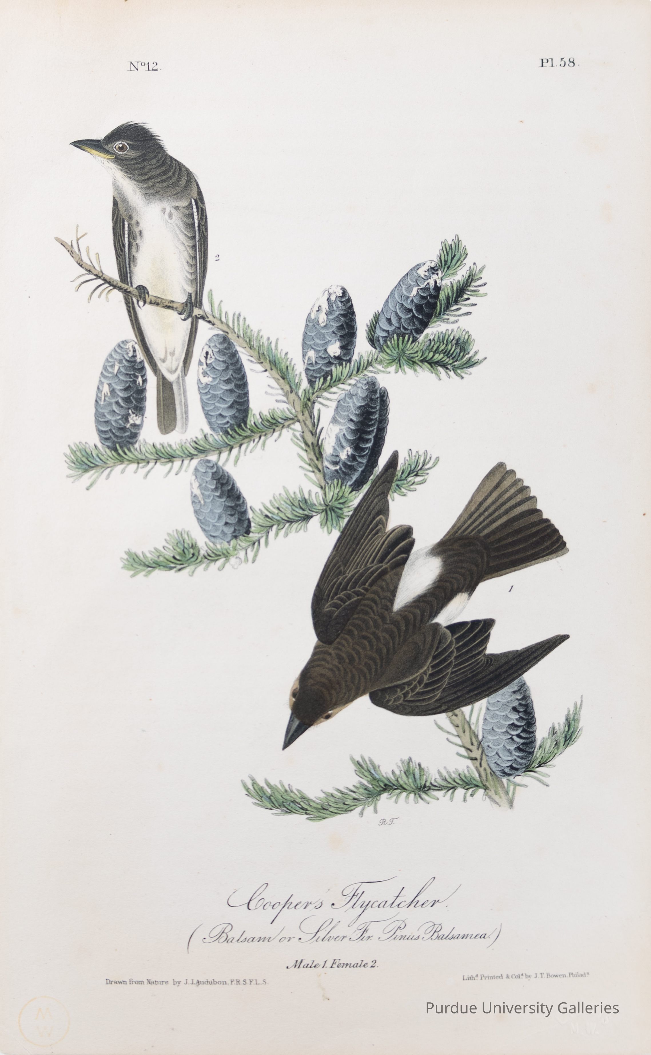 Cooper's Flycatcher picture number 1
