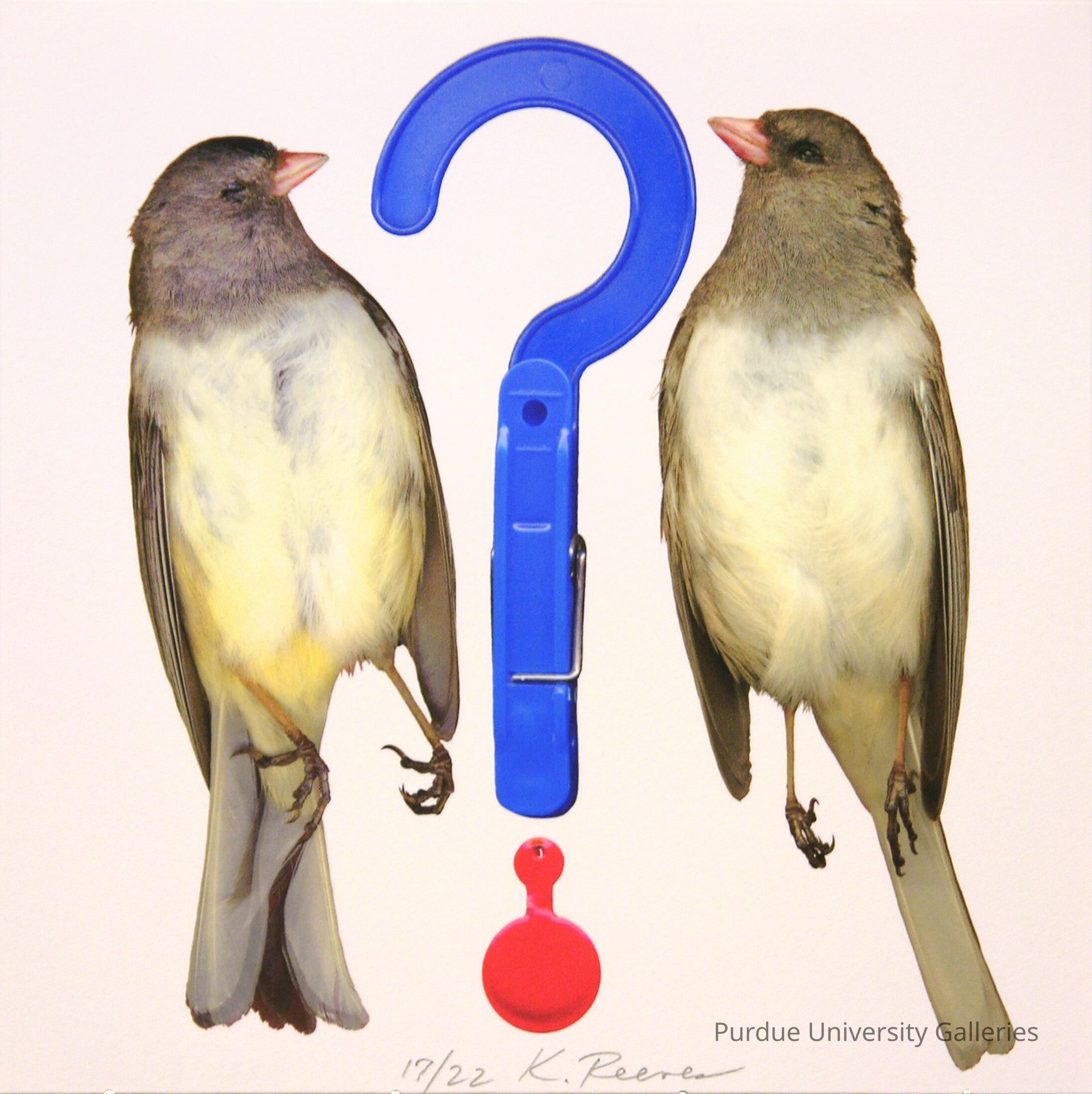 Curious Bird picture number 1