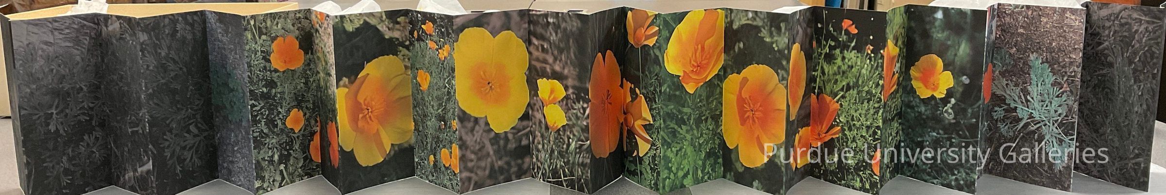 California Poppy picture number 1