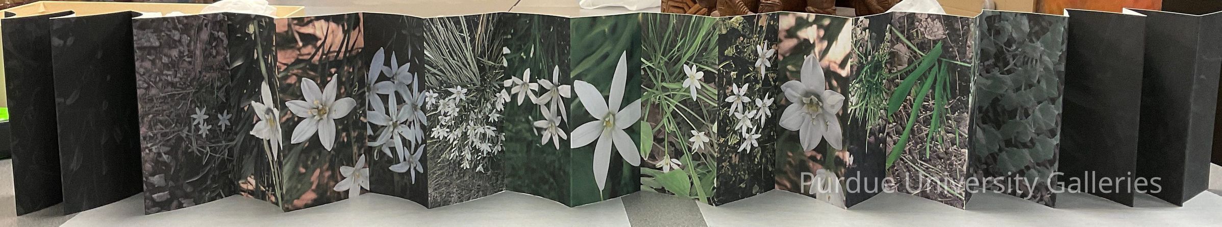 Star of Bethlehem picture number 1