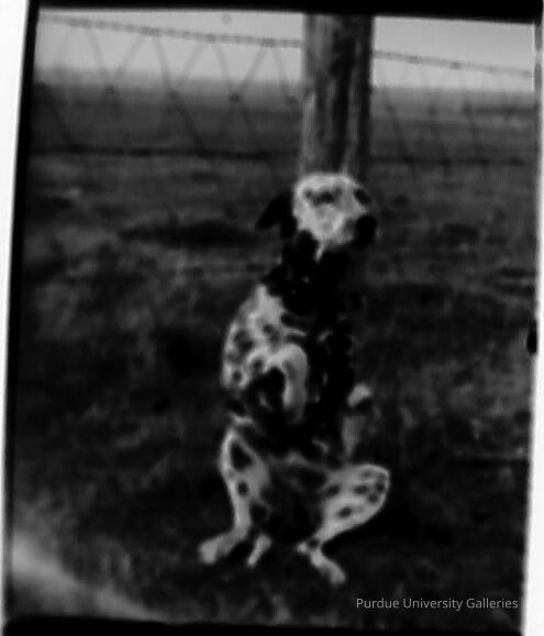 Claude Fowler's dog picture number 1