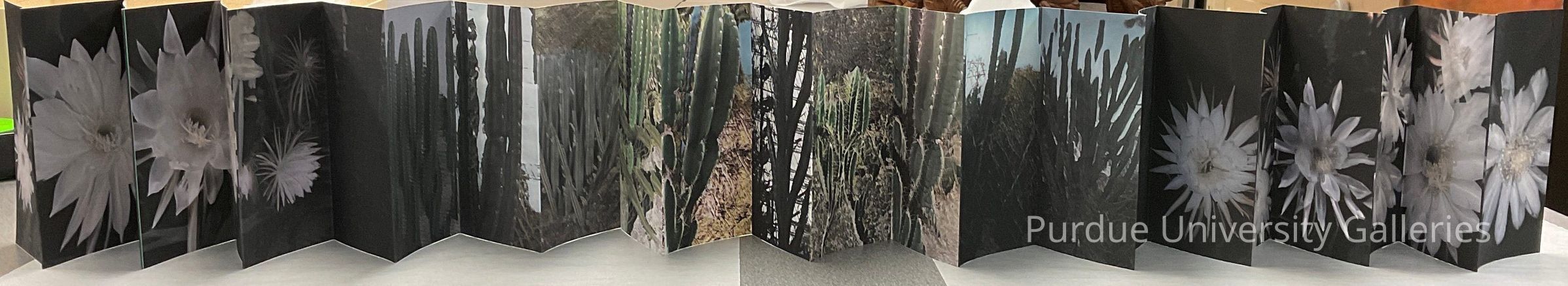 Cactus picture number 1