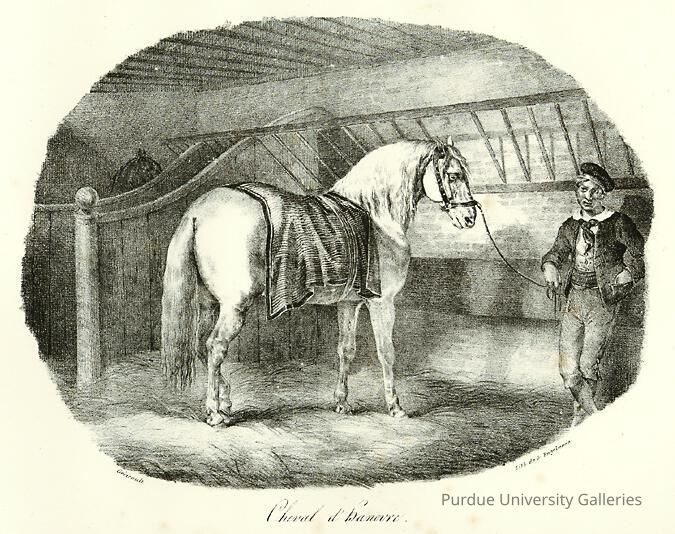 Cheval d' Hanovre (from the series 