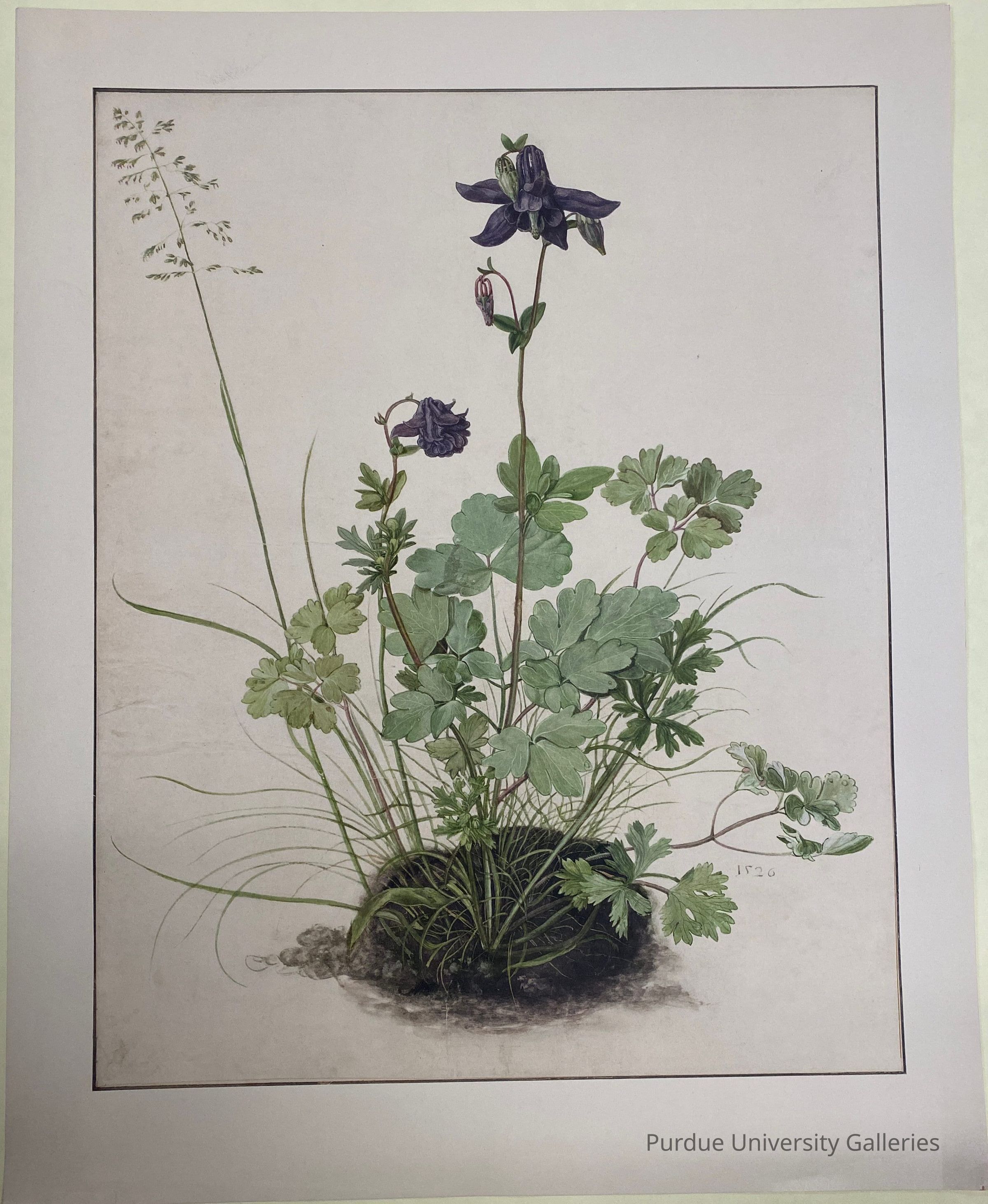 Akelei (Columbine) from the Albertina Facsimile picture number 1