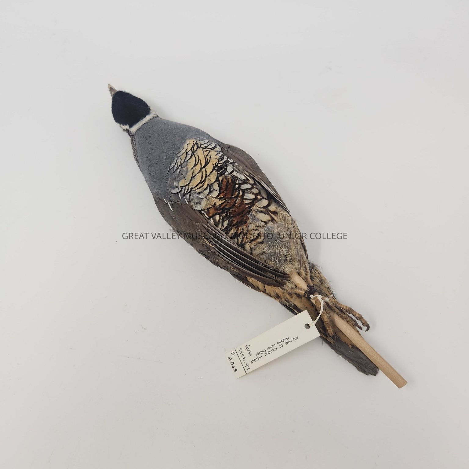 Avian Study Mounts