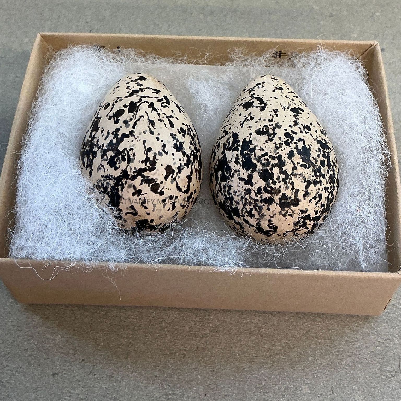 Avian Egg Collection