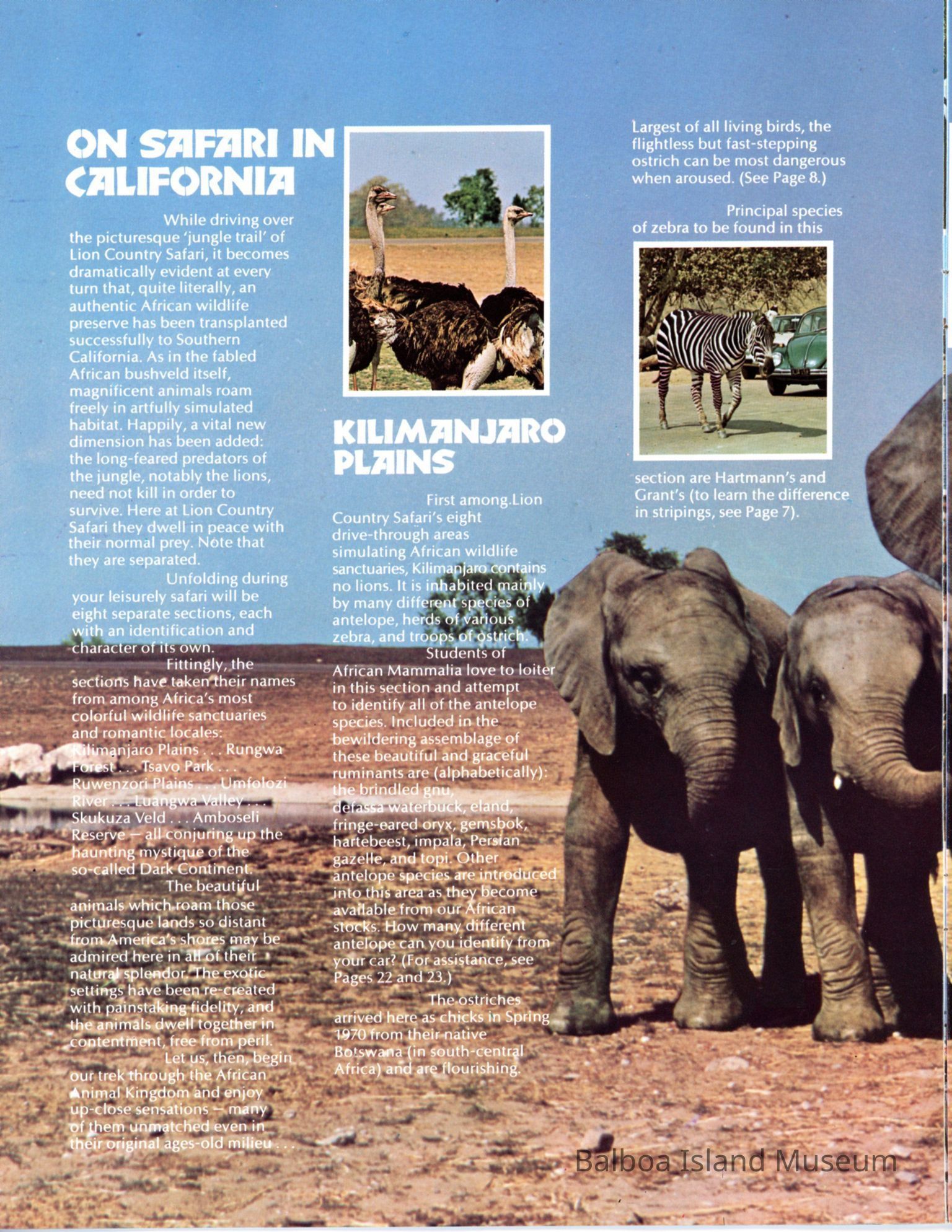 Lion Country Safari