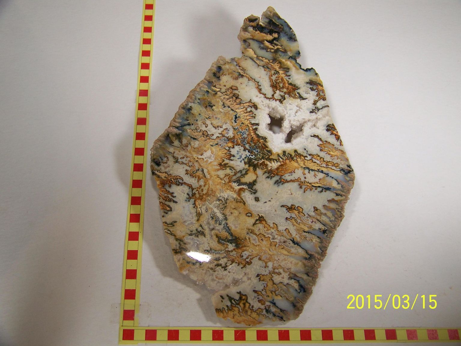 Leonard Hedge Collection