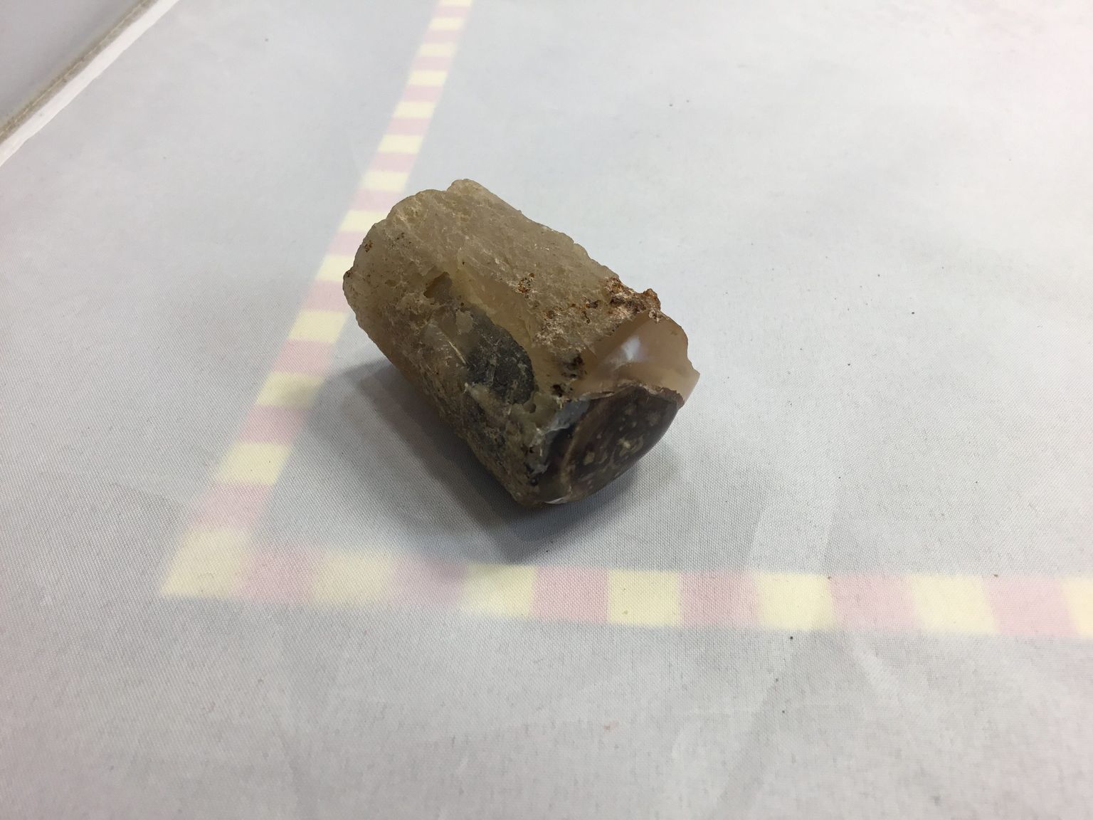 Fossils