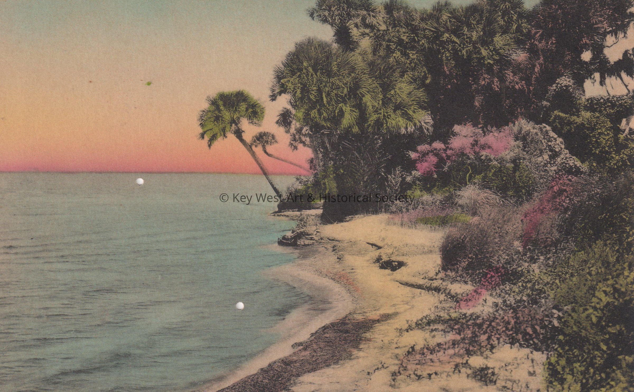 A Lone Palm by the Sea
