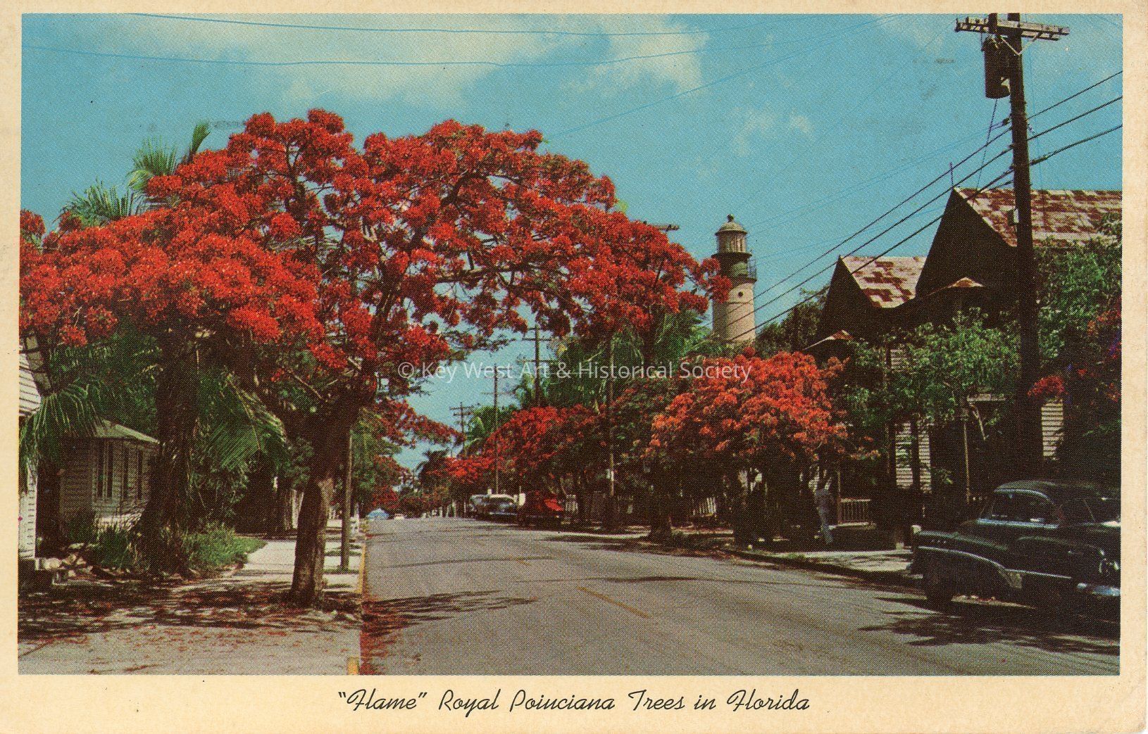 Flame Royal Poinciana Trees in Florida; © Key West Art & Historical Society