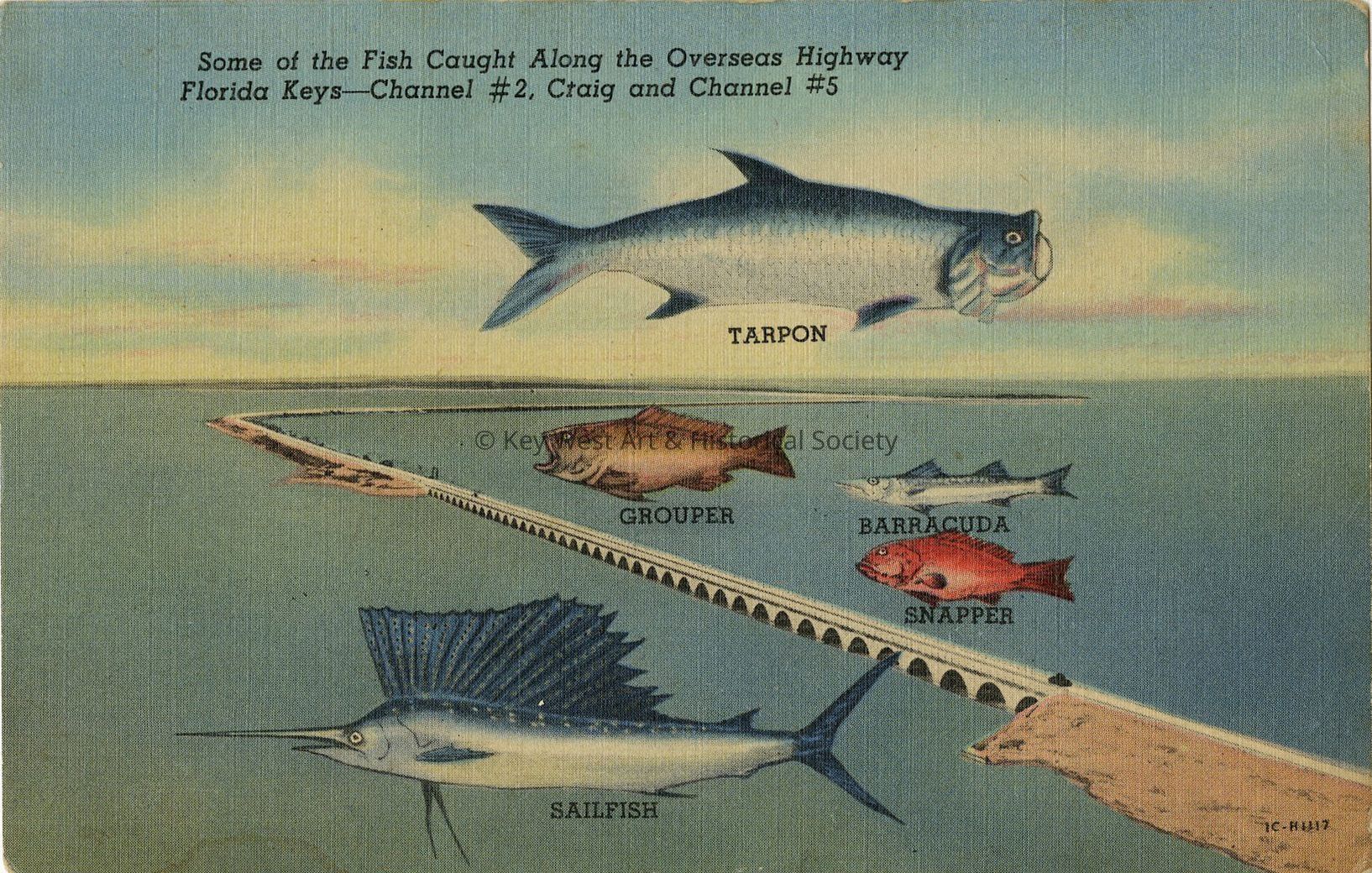 Fish Caught Along the Overseas Highway picture number 1