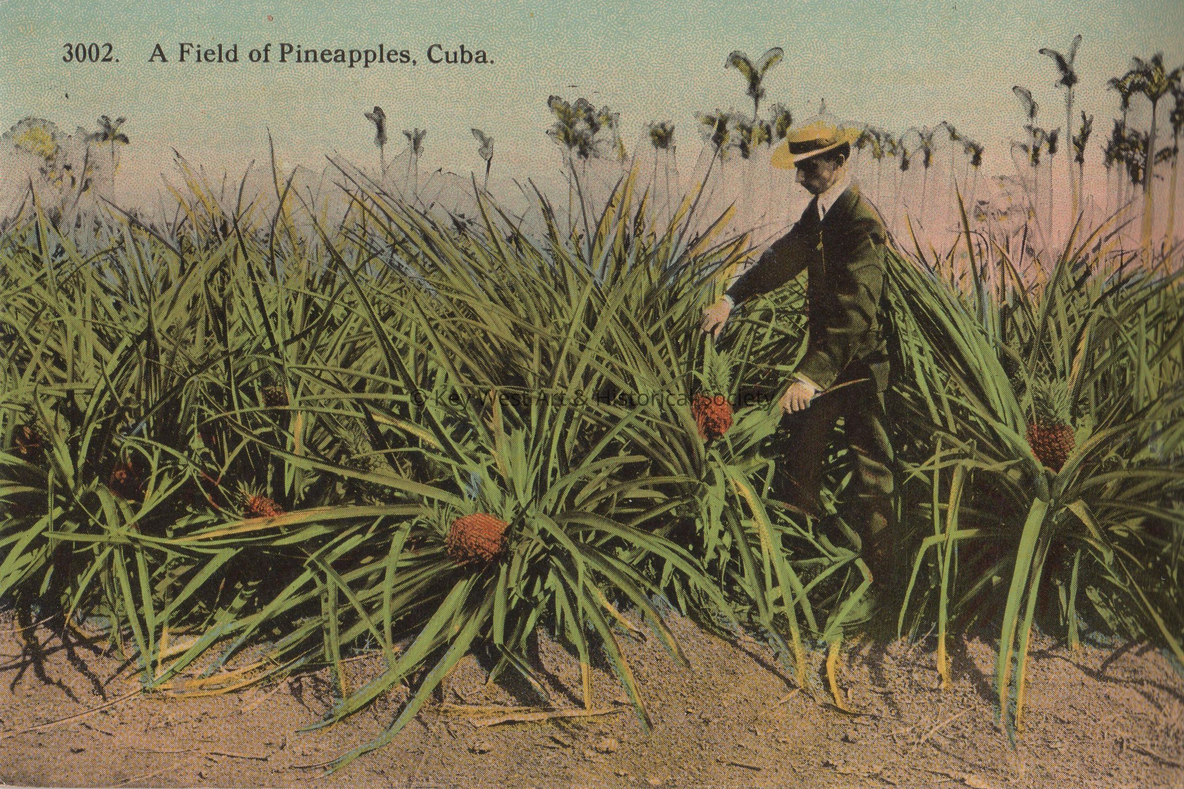 A Field of Pineapples, Cuba; © Key West Art & Historical Society