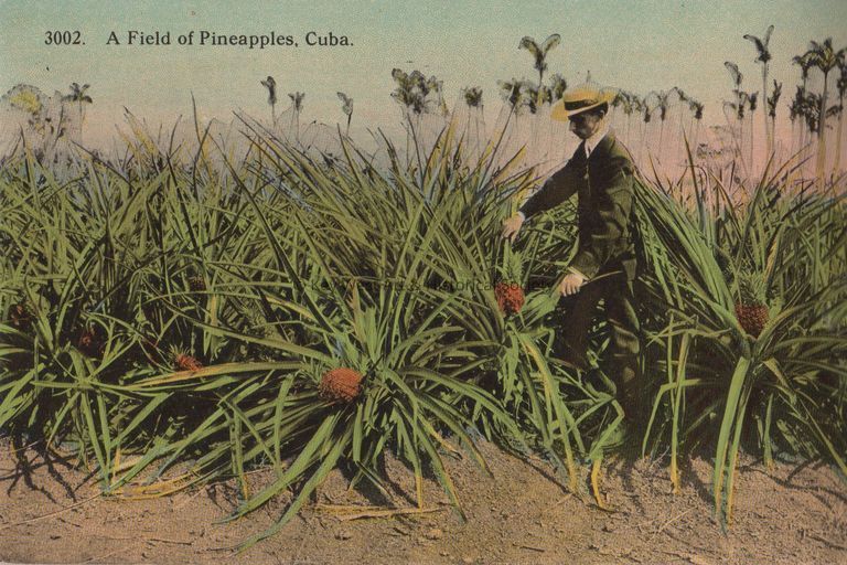 A Field of Pineapples, Cuba; © Key West Art & Historical Society