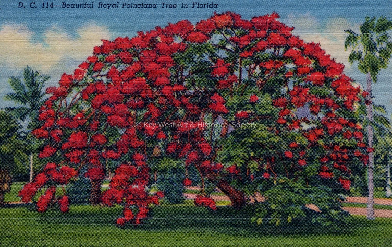 Postcard Collection