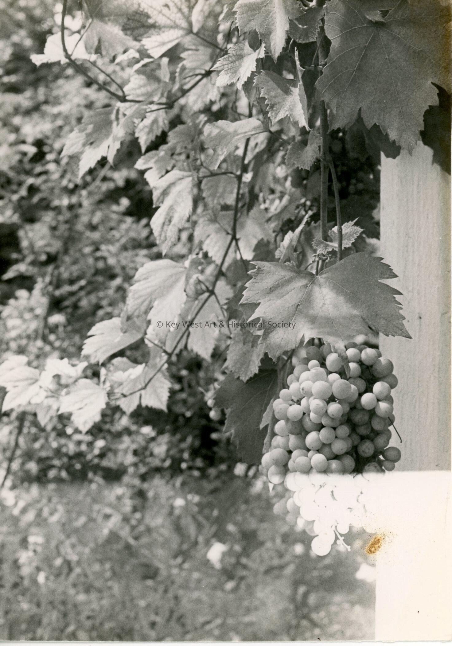 A grape tree