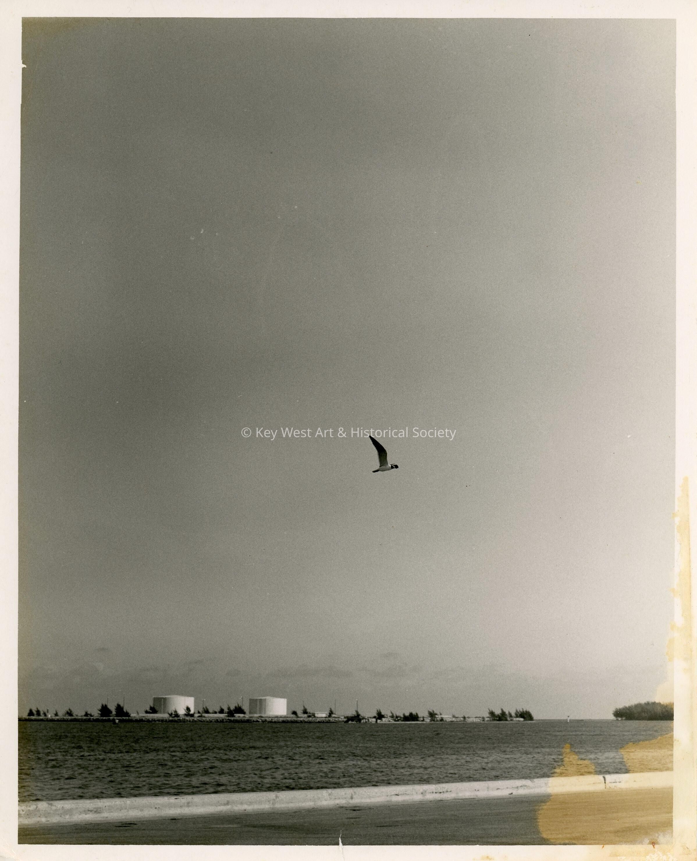 An ocean view with a bird flying