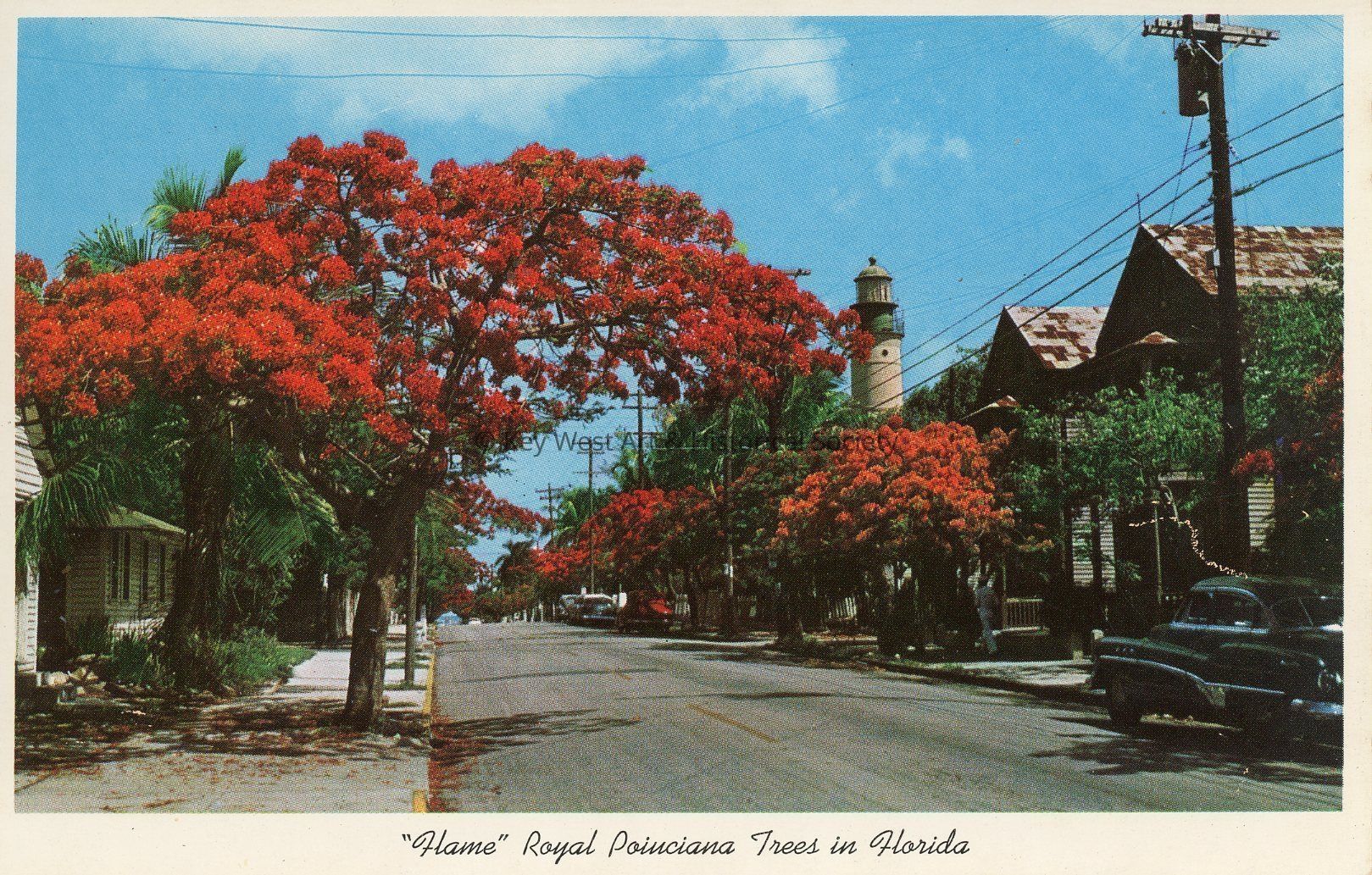 Flame Royal Poinciana Trees in Florida; © Key West Art & Historical Society