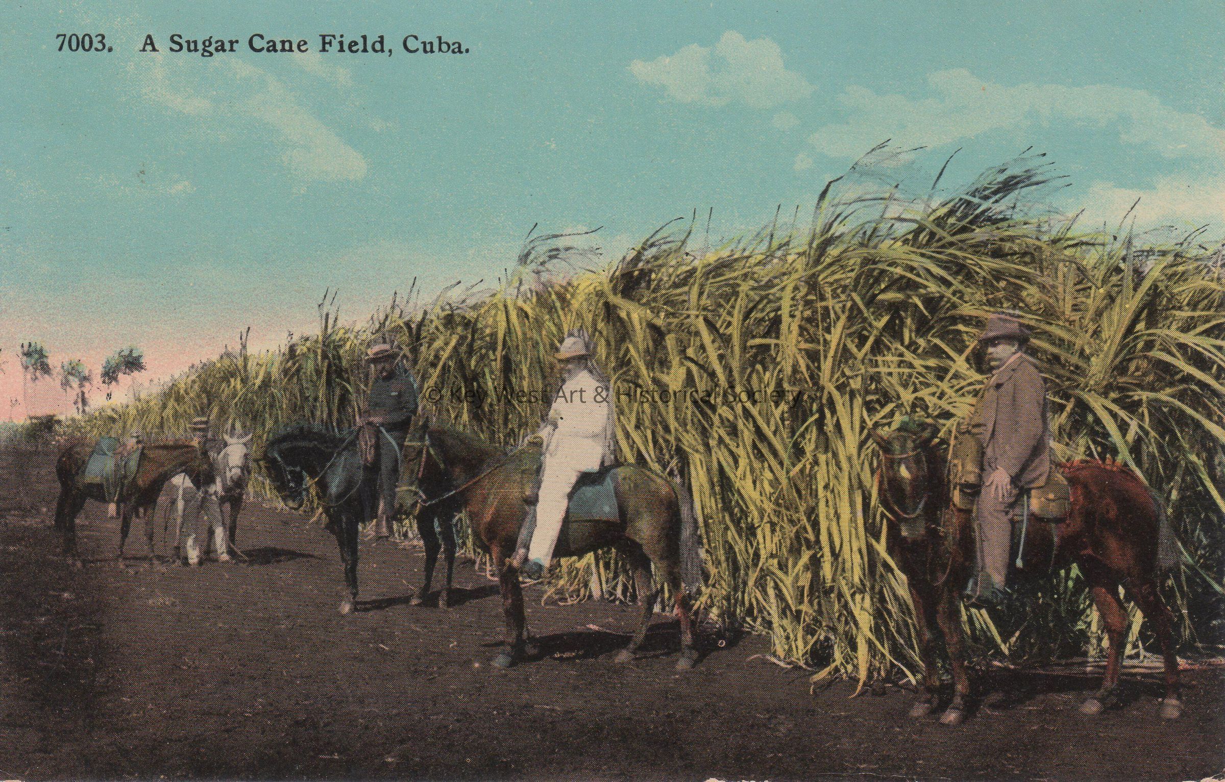 A Sugar Cane Field, Cuba; © Key West Art & Historical Society