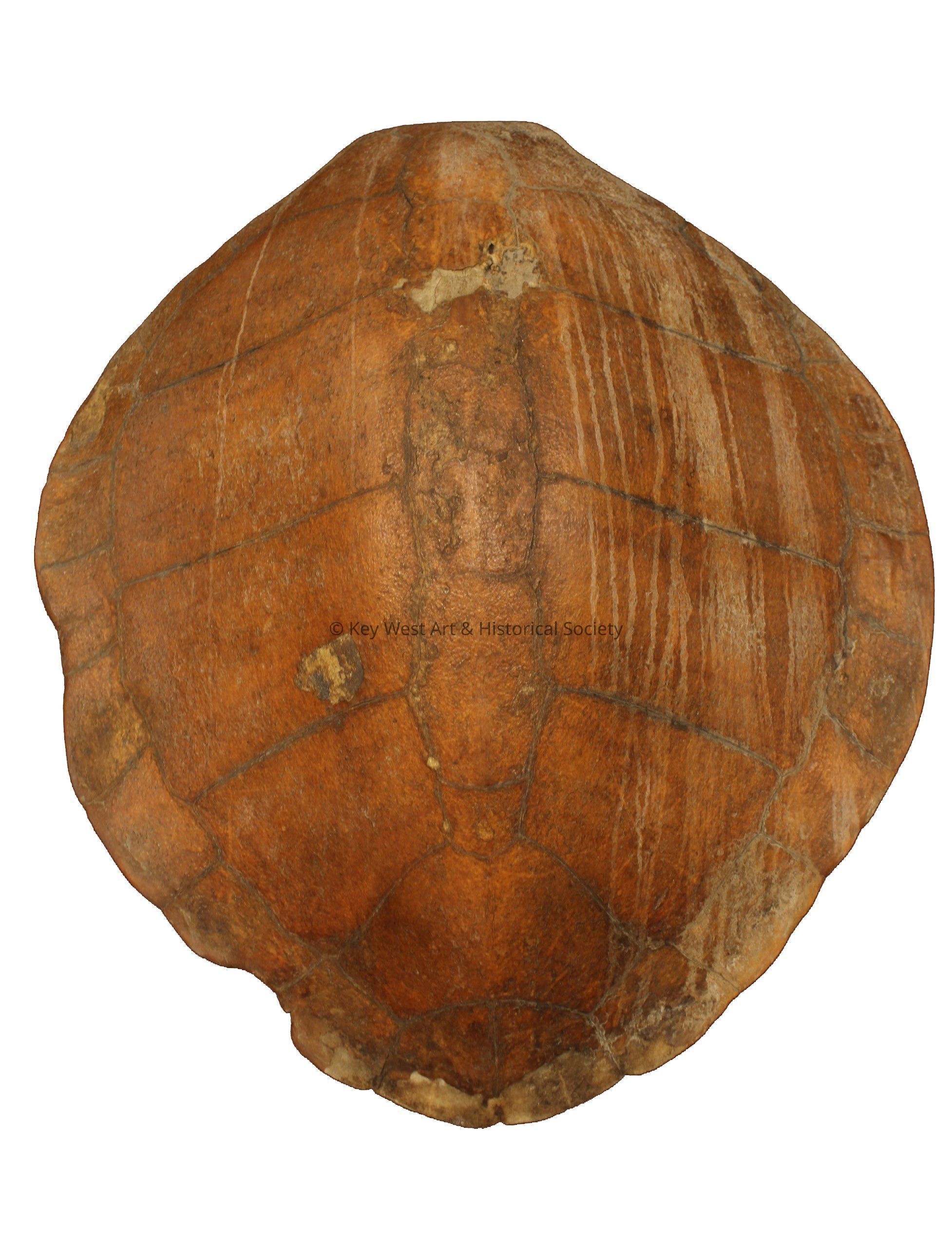 Atlantic Loggerhead Sea Turtle Shell; © Key West Art & Historical Society