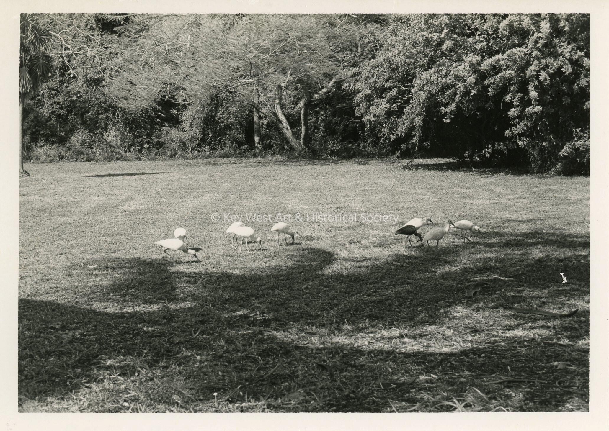 A yard with birds