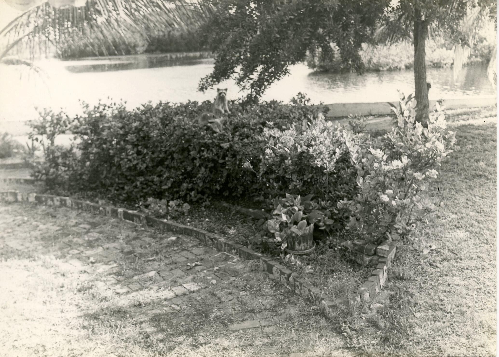 A yard