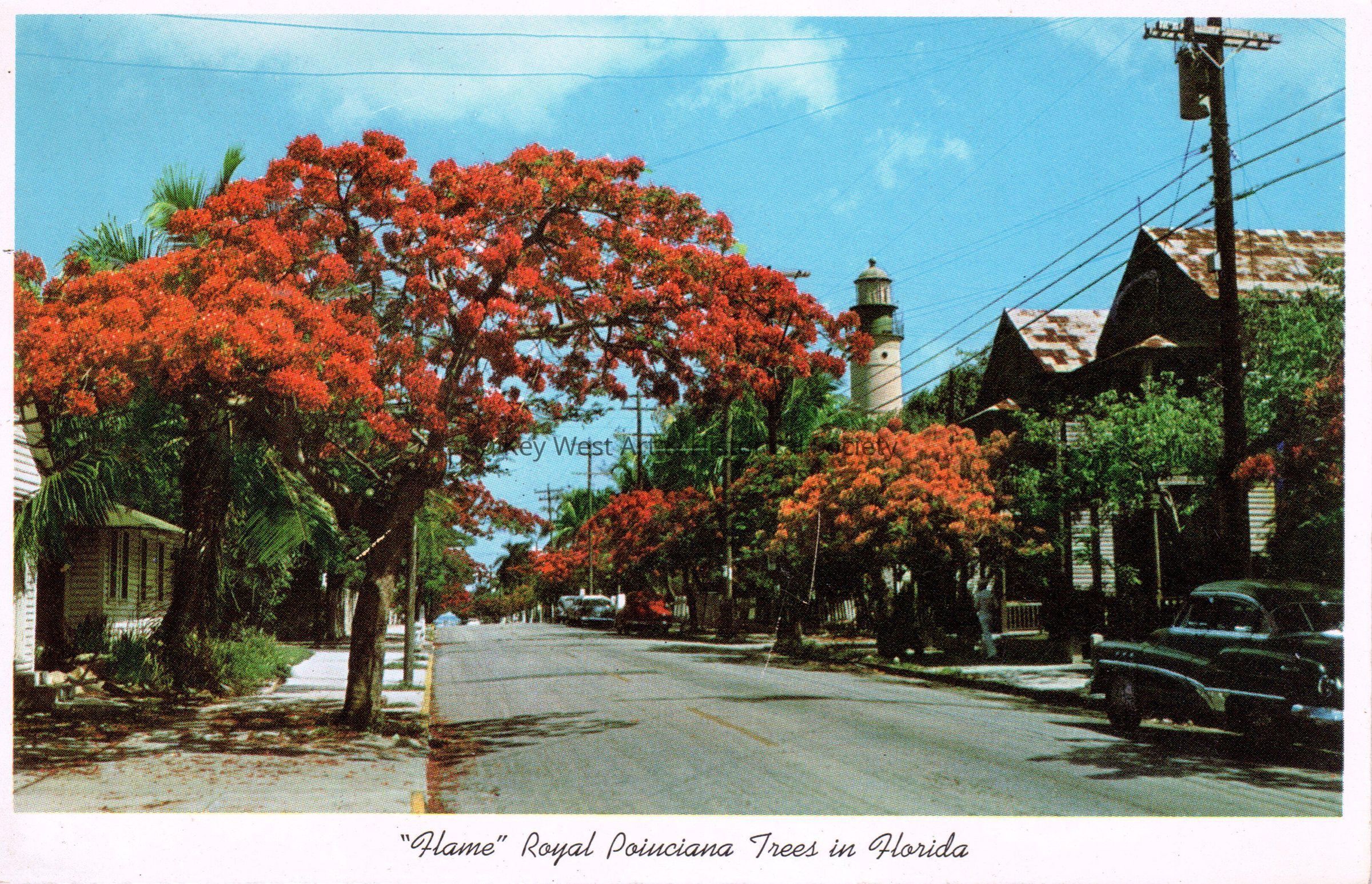Flame Royal Poinciana Trees in Florida; © Key West Art & Historical Society