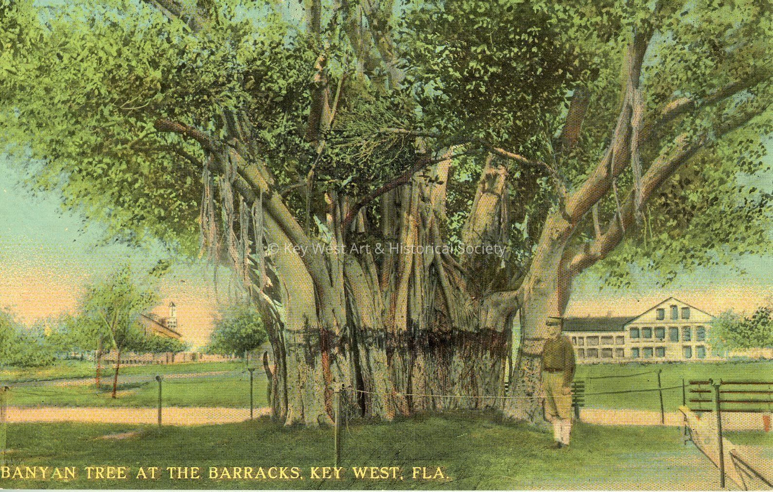 Banyan Tree at the Barracks, Key West, Fla.; © Key West Art & Historical Society