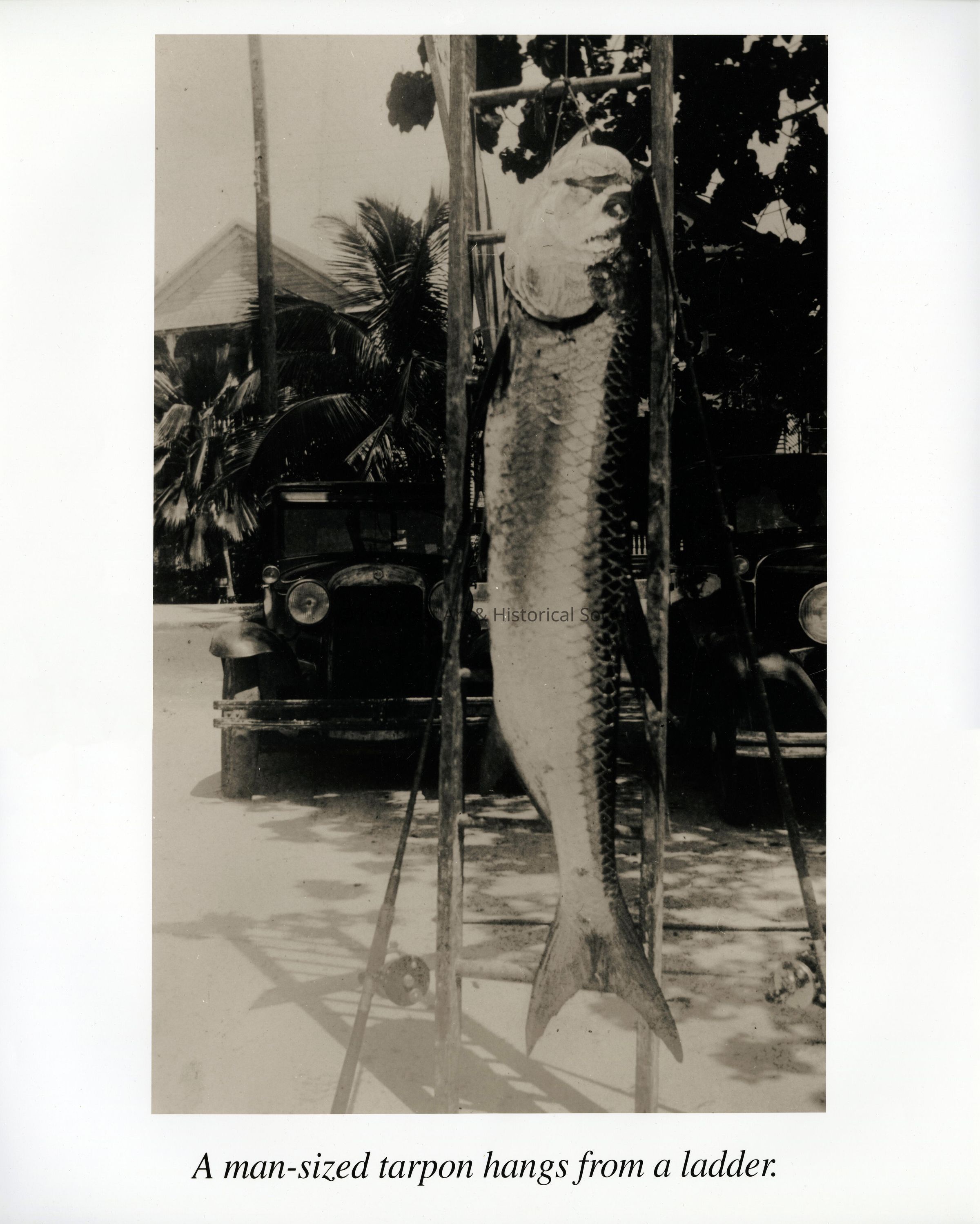 A Man-Sized Tarpon Hangs from a Ladder; © Key West Art & Historical Society