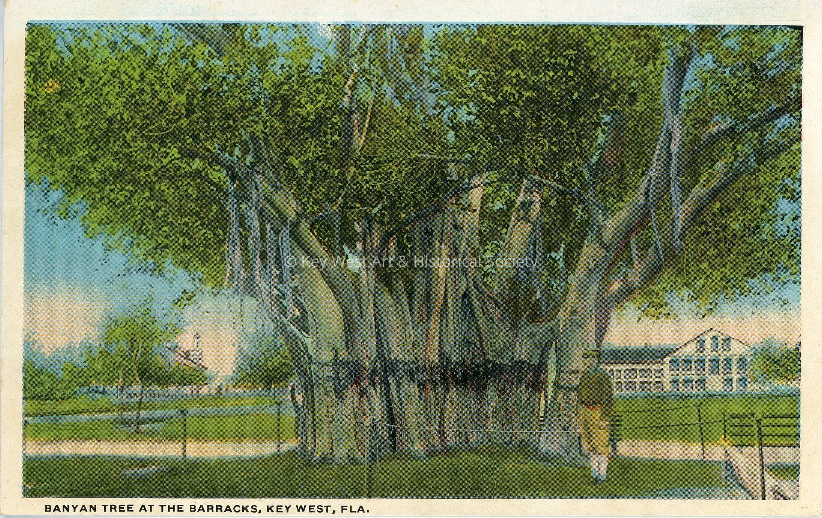 Banyan Tree at the Barracks, Key West, Fla.; © Key West Art & Historical Society
