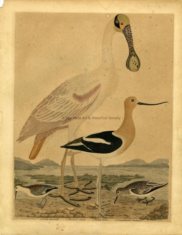 1. Roseate Spoonbill: 2.American Avoset: 3. Ruddy Plover: 4. Semipalmated Sandpiper; © Key West Art & Historical Society