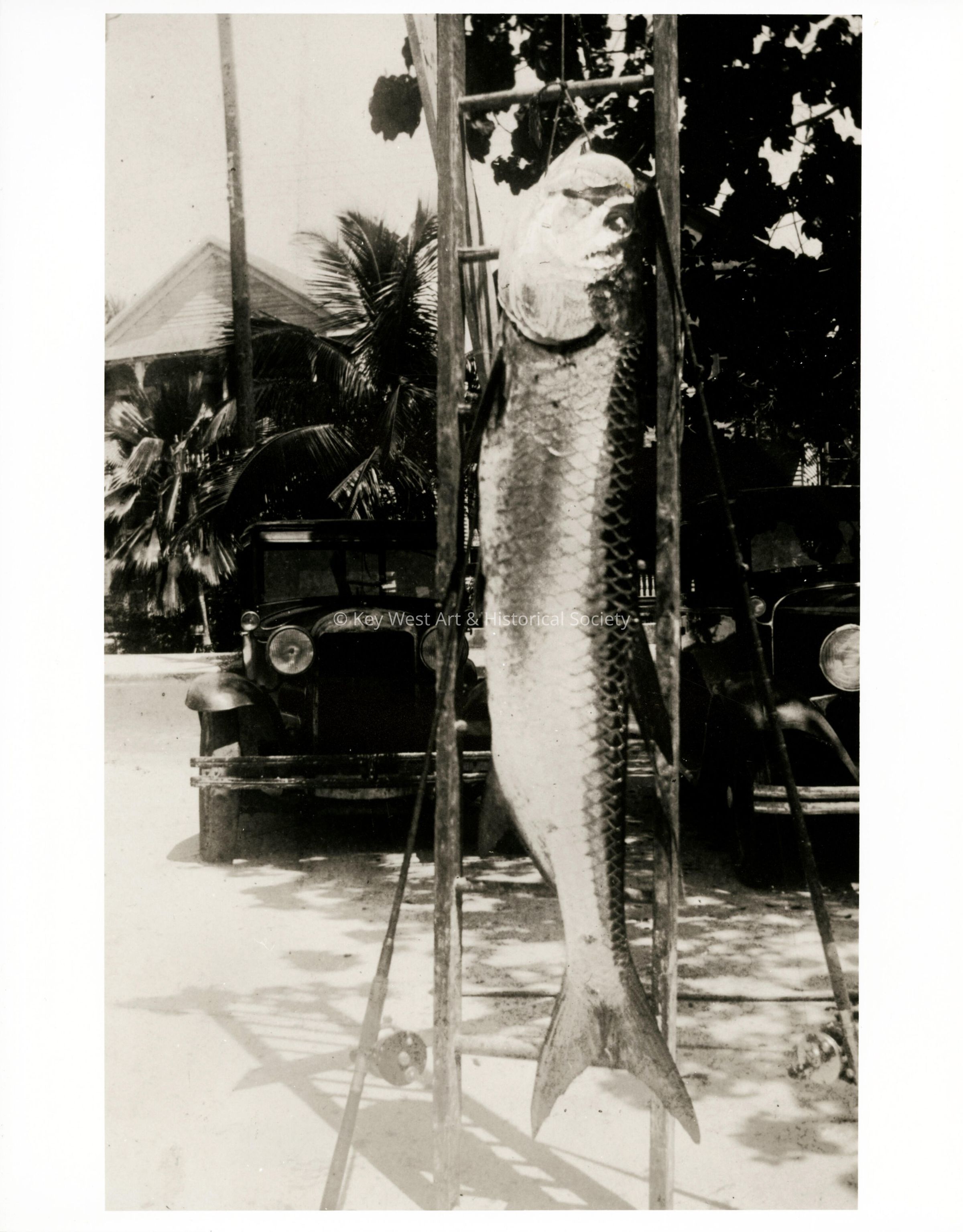 A Man-Sized Tarpon Hangs from a Ladder; © Key West Art & Historical Society