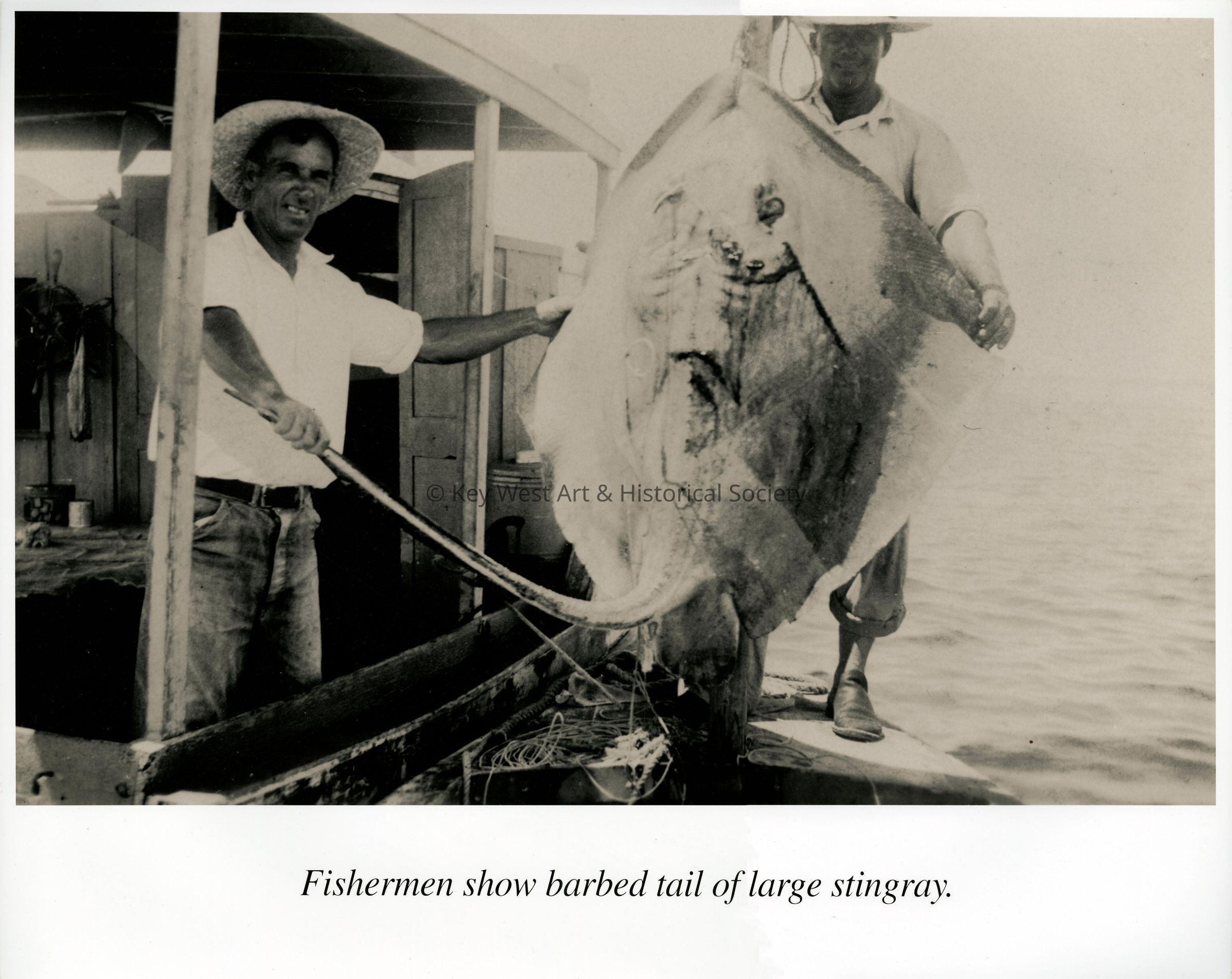 Fishermen show Barbed Tail of Large Stingray; © Key West Art & Historical Society