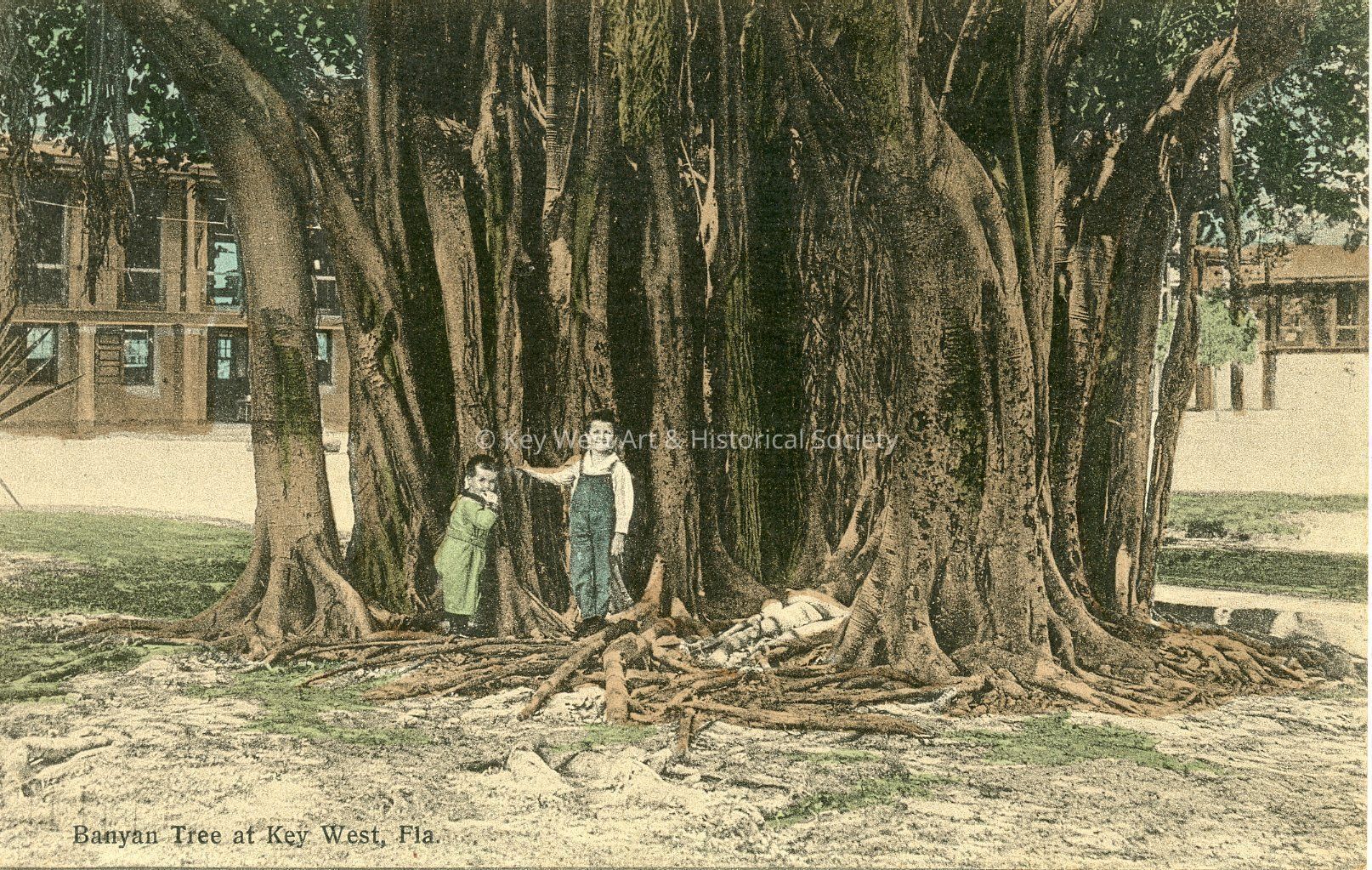 Banyan Tree at Key West, Fla.; © Key West Art & Historical Society