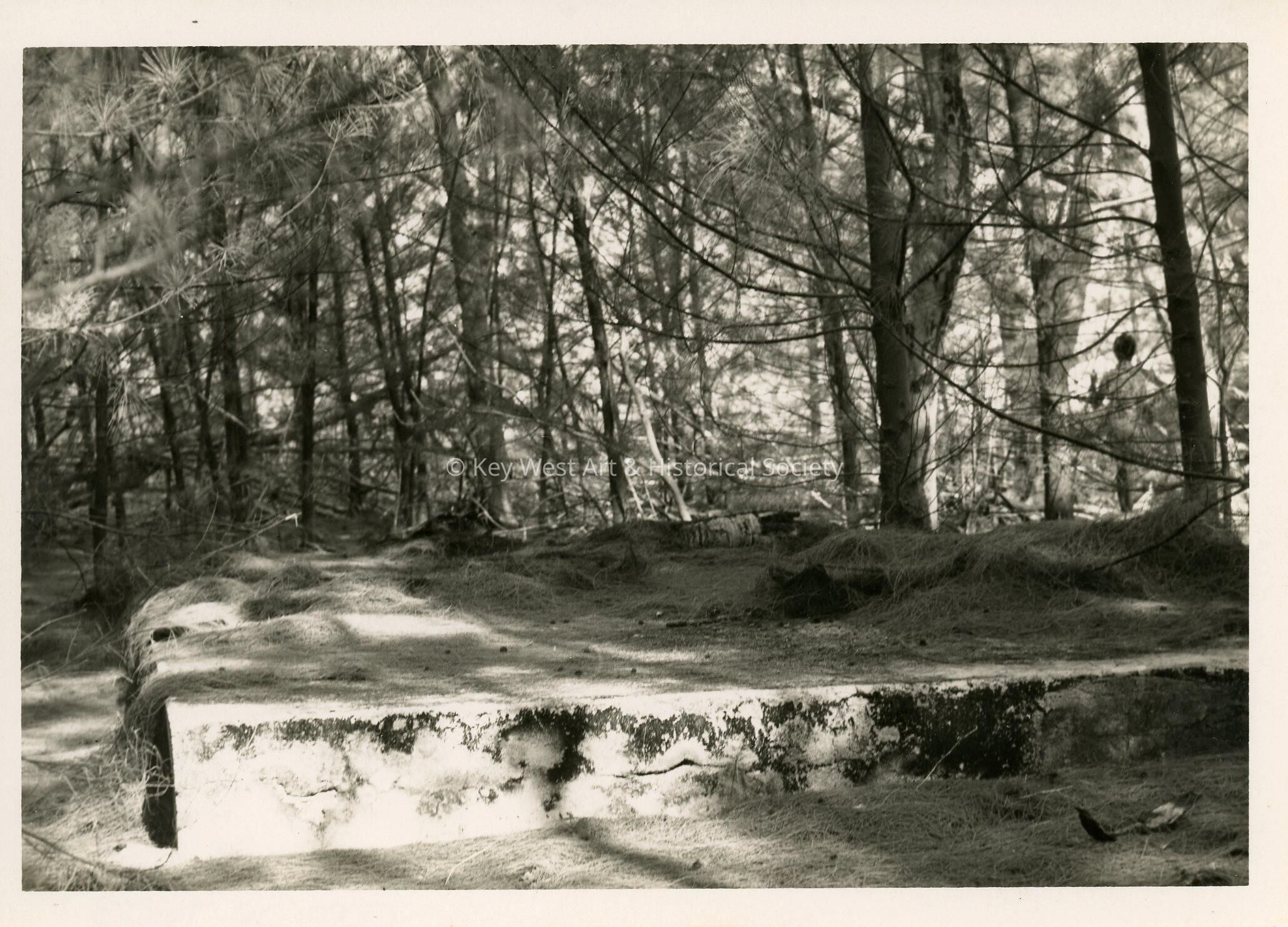 The woods