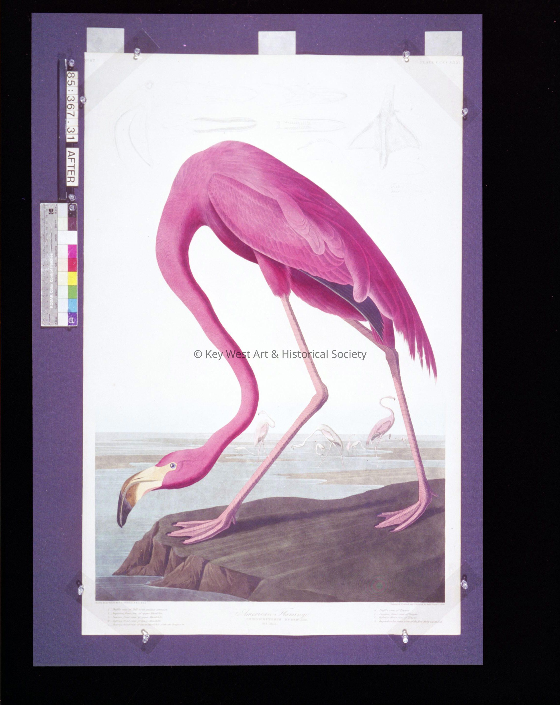 American Flamingo picture number 1