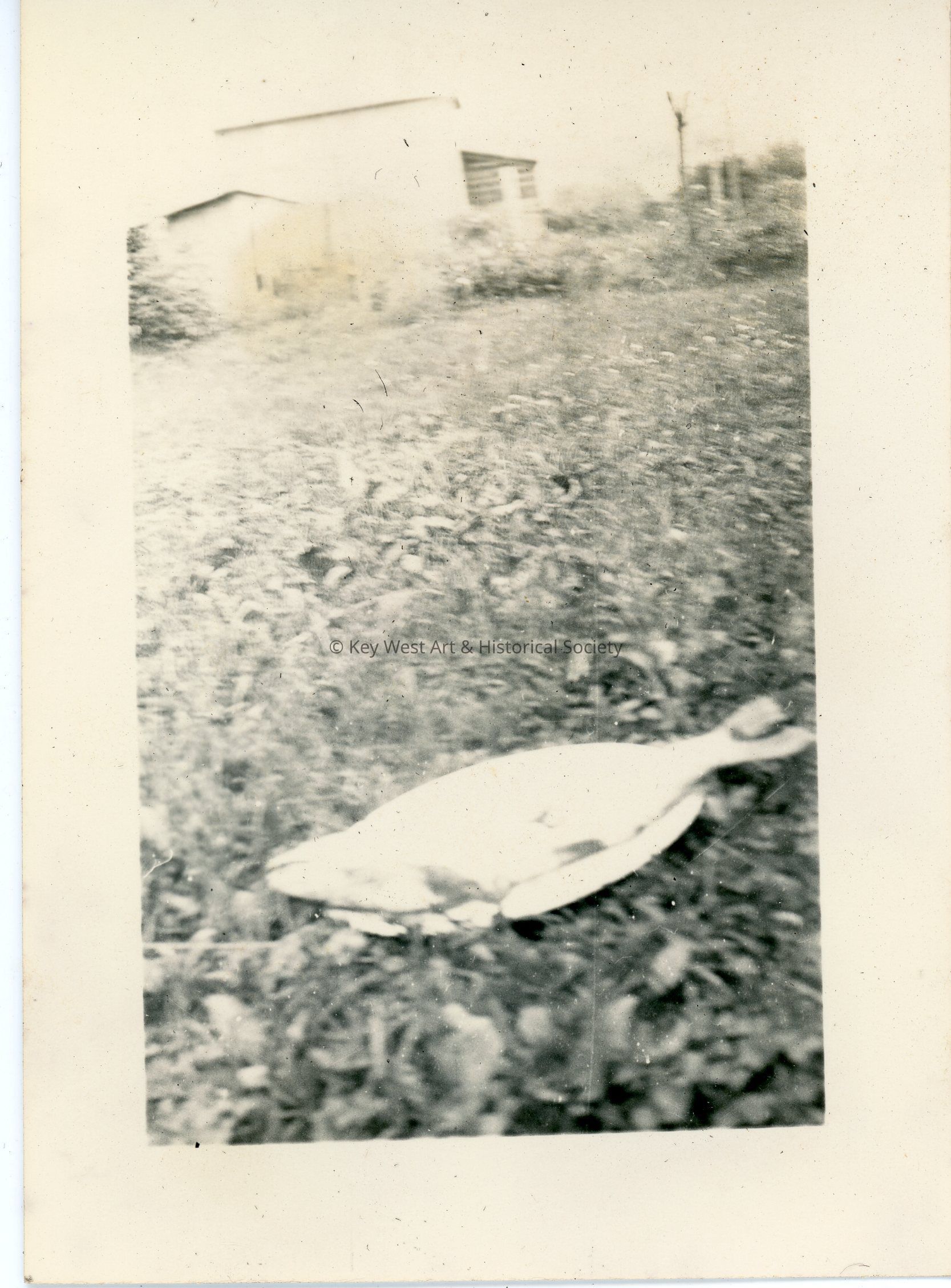 Fish on the Ground picture number 1