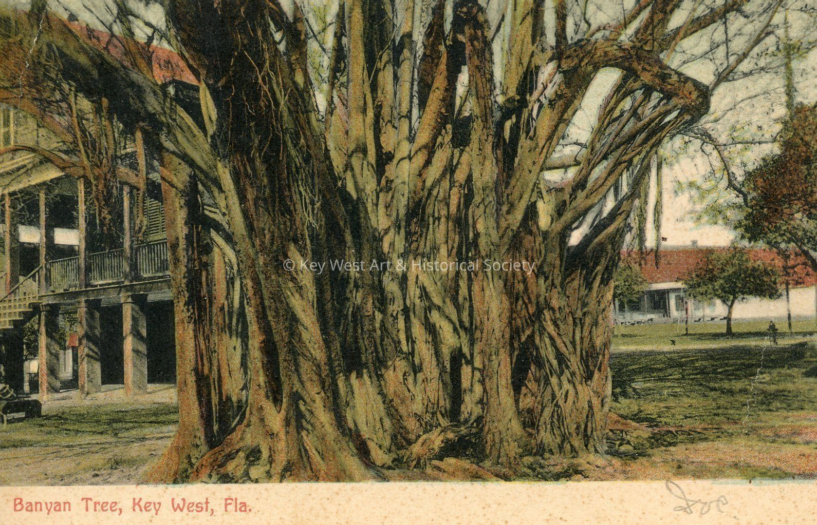 Banyan Tree, Key West, Fla.; © Key West Art & Historical Society