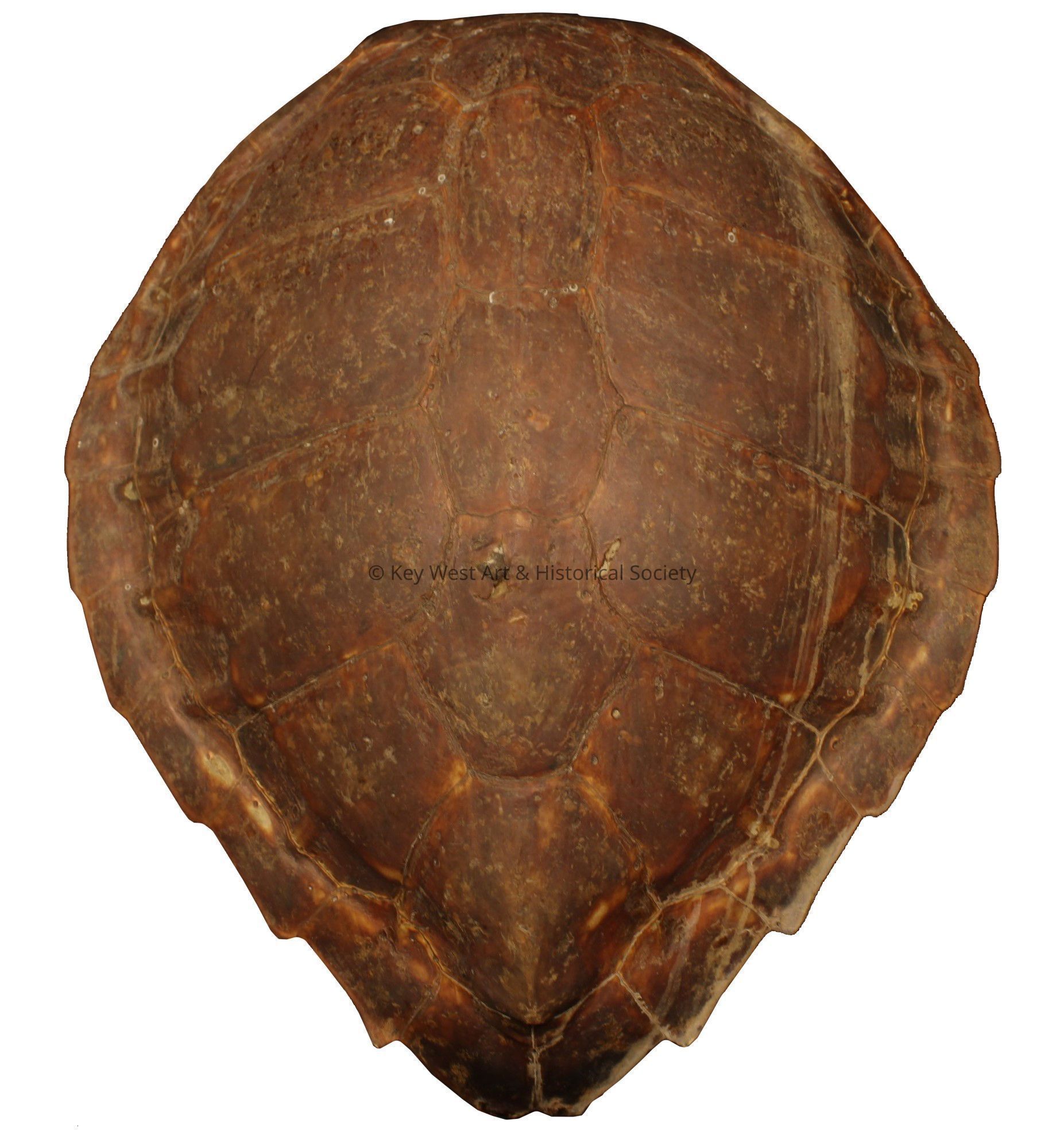 Atlantic Green Sea Turtle Shell; © Key West Art & Historical Society