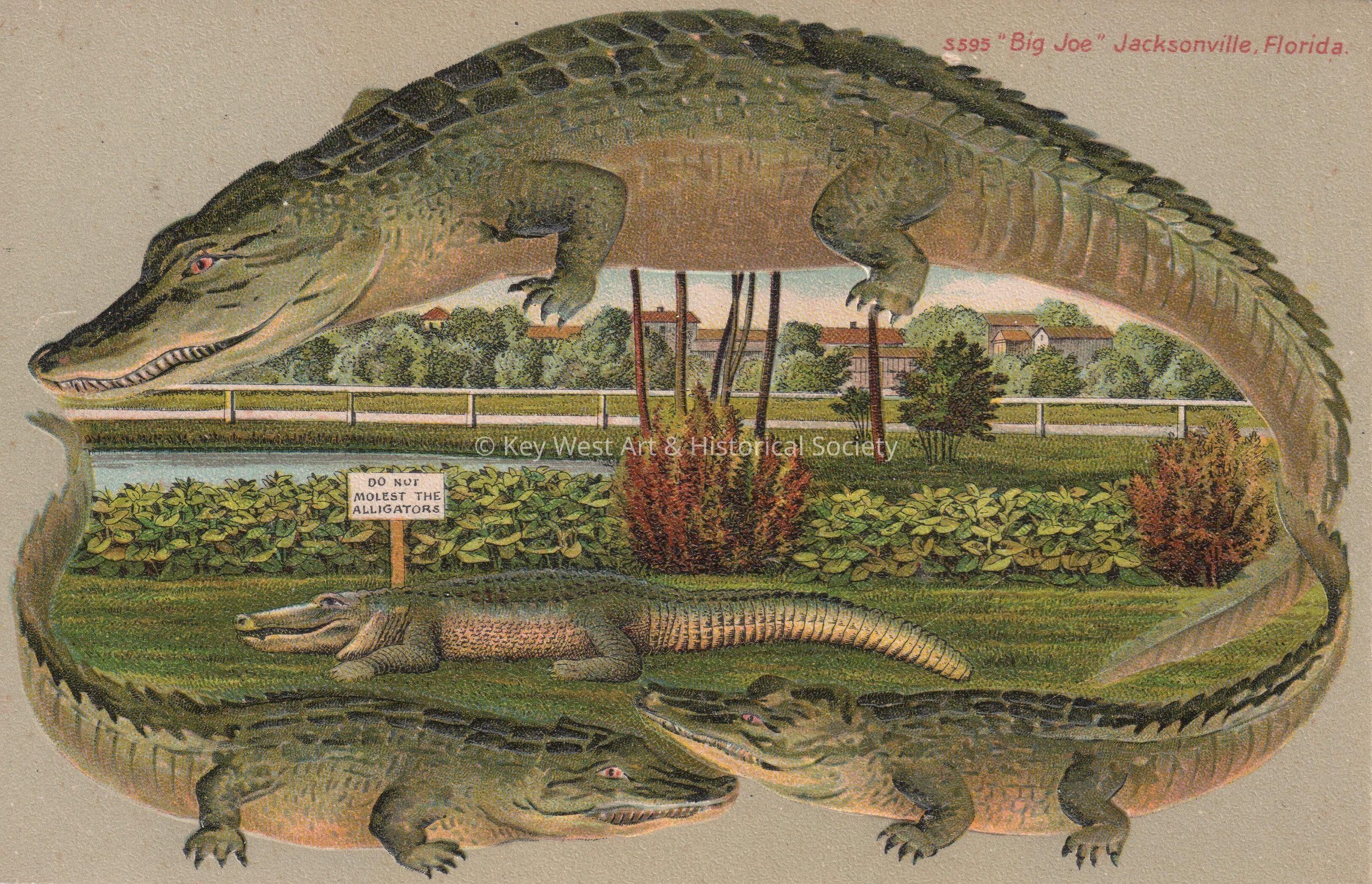 Alligator “Big Joe” in Jacksonville picture number 1