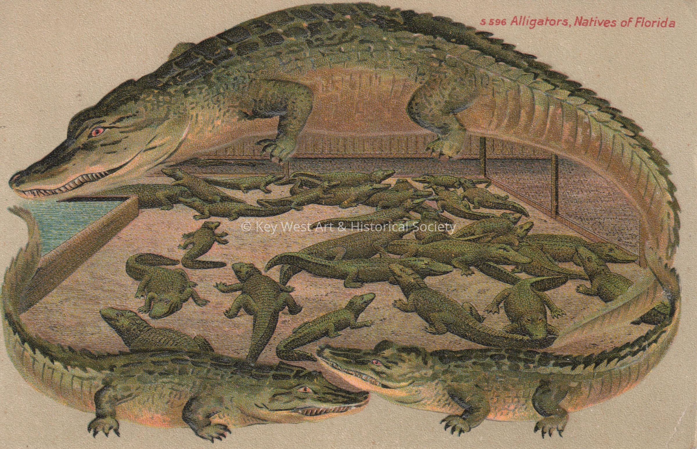 Alligators, Natives of Florida picture number 1