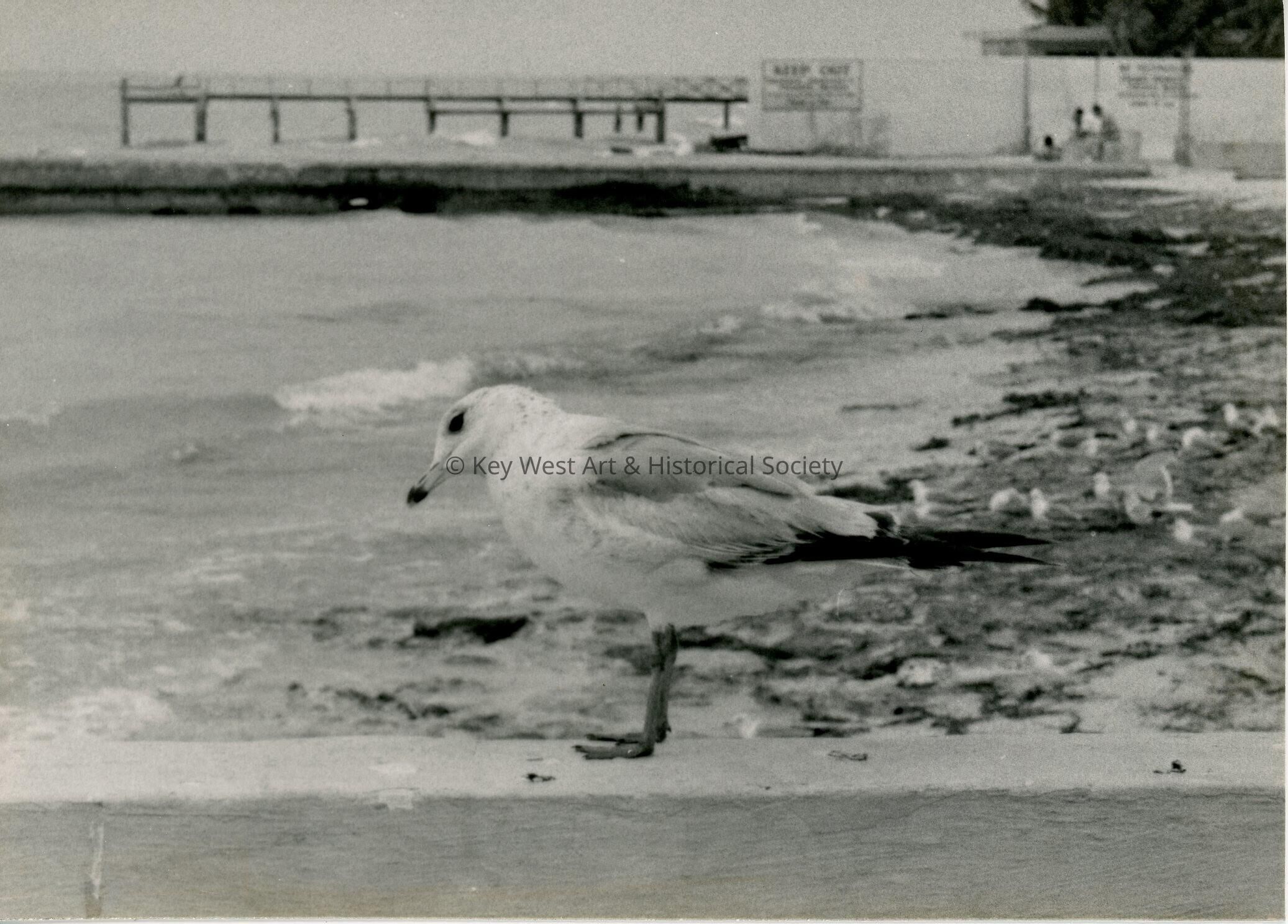A bird at the beach